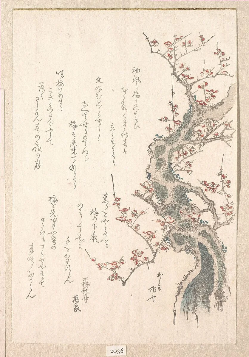 『春雨集』　摺物帖柳々居辰斎画　紅梅|Spring Rain Collection (Harusame shū), vol. 1: Plum Tree in Bloom, by Ryūryūkyo Shinsai, ink, 1808