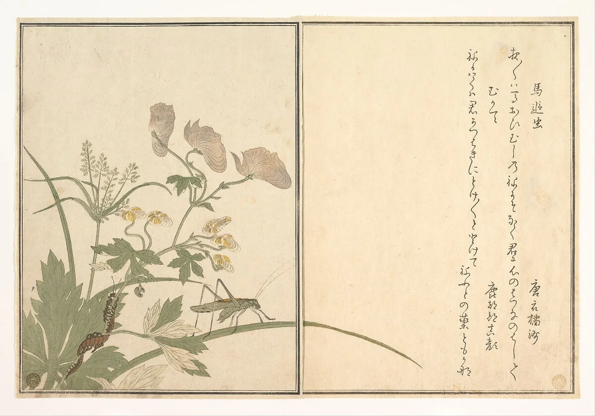 『画本虫撰』   「馬追虫」「むかて」|Katydid (Umaoi-mushi); Centipede, (Mukade), from the Picture Book of Crawling Creatures (Ehon mushi erami), by Kitagawa Utamaro, ink, 1788