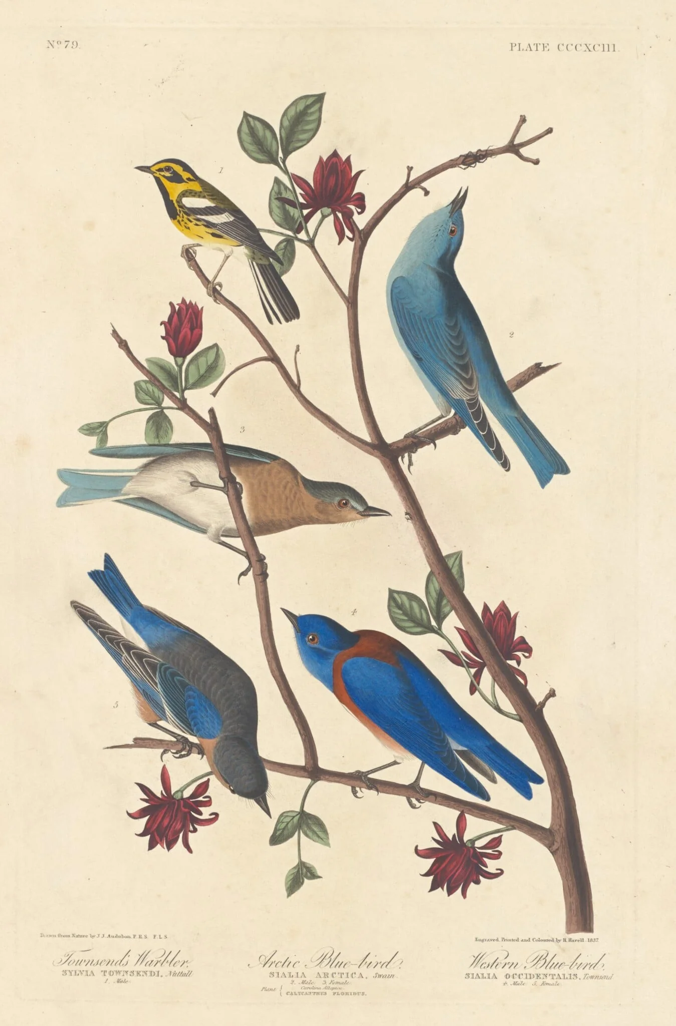 Townsend's Warbler, Arctic Blue Bird and Western Blue Bird, by Robert Havell Jr., ink, 1837