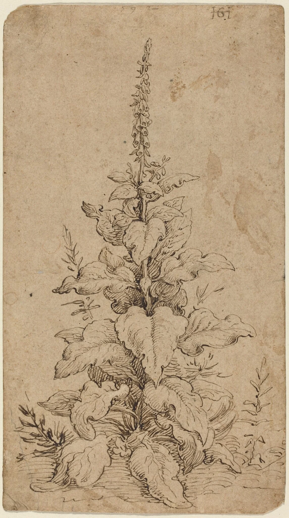 A Foxglove in Bloom, by Hendrik Goltzius, ink, 1592