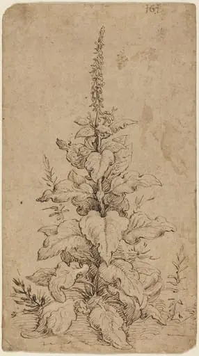A Foxglove in Bloom