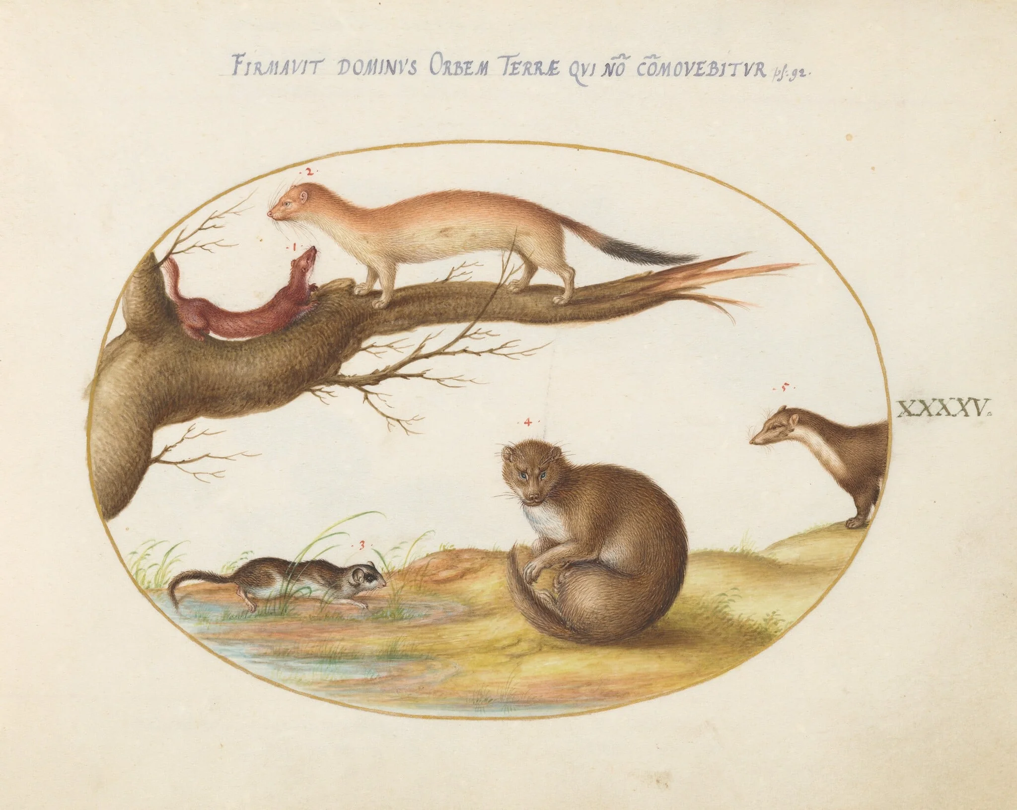 Plate 45: Weasels, a Ferret, and a "Nut Mouse", by Joris Hoefnagel, gouache, 1594