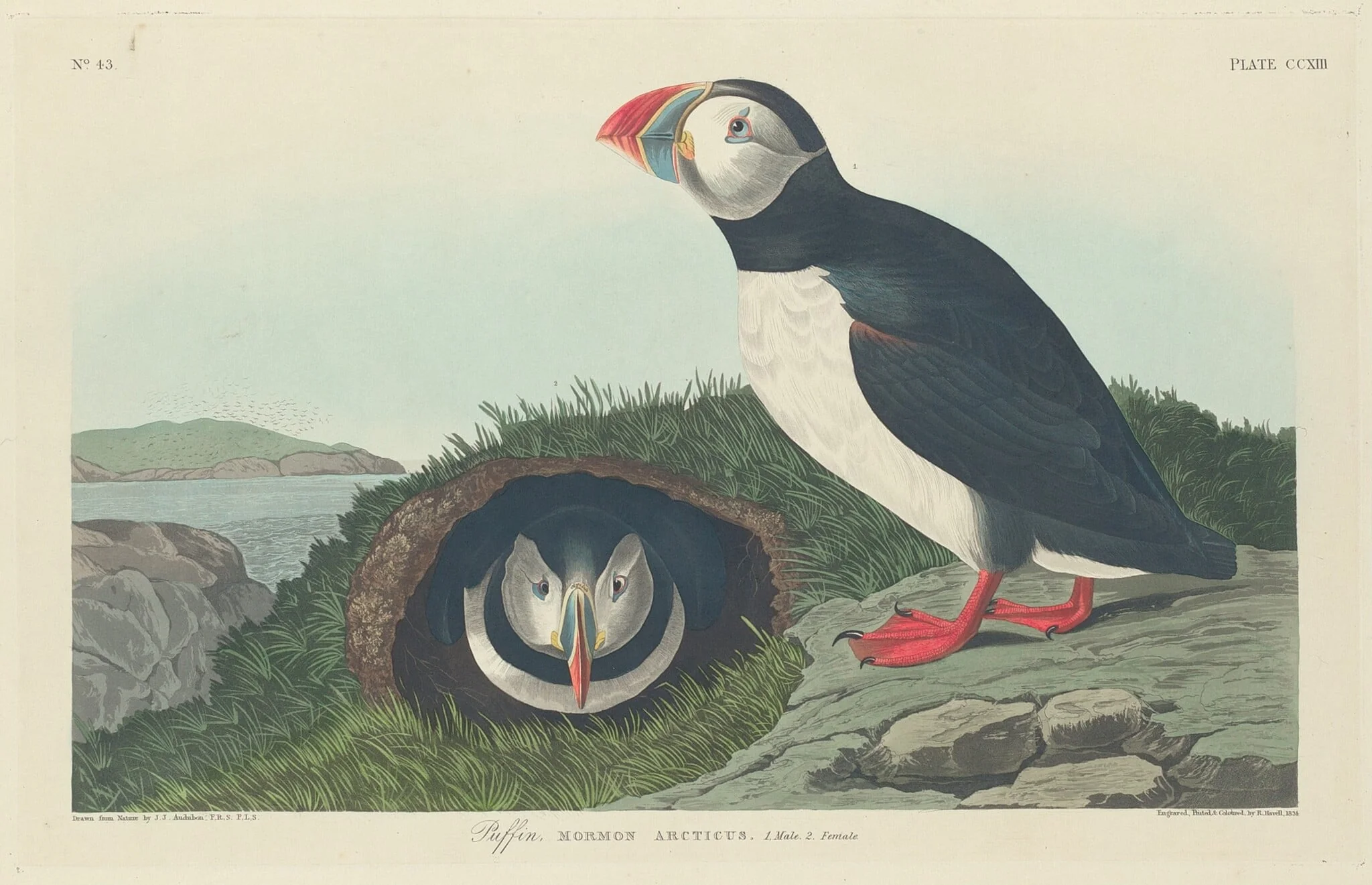 Puffin, by Robert Havell Jr., ink, 1834