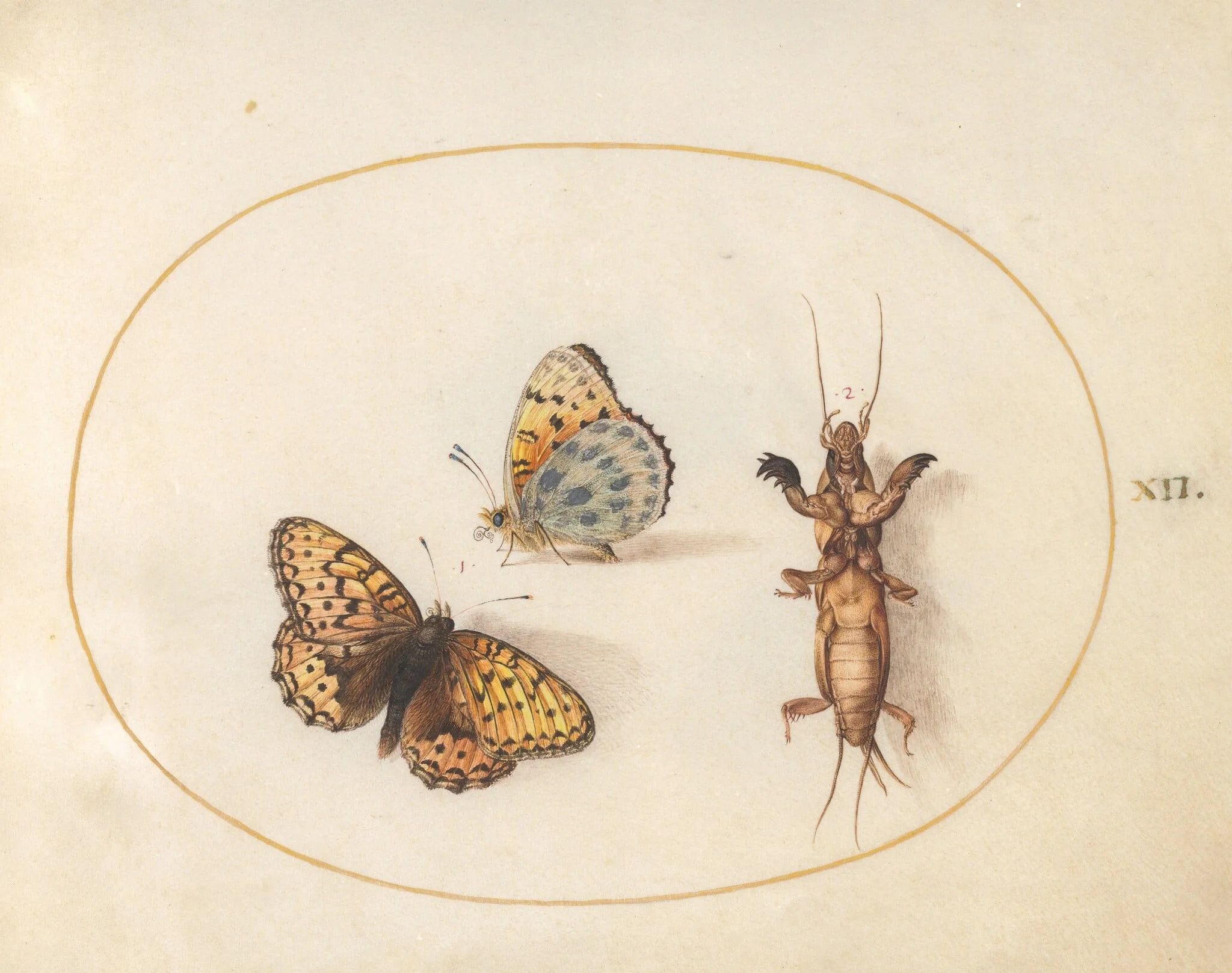 Plate 12: Two Views of a Silver-Bordered Fritillary and a Mole Cricket, by Joris Hoefnagel, gouache, 1594