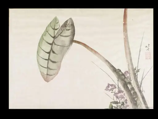Taro Potato Leaf and Bellflowers