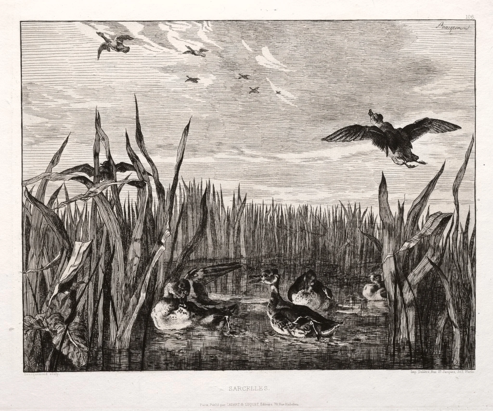 Teals, by Félix Bracquemond, 1853