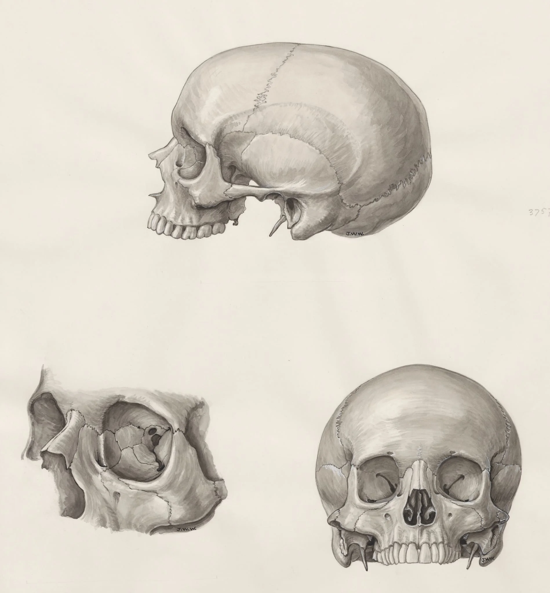Skull seen from three sides