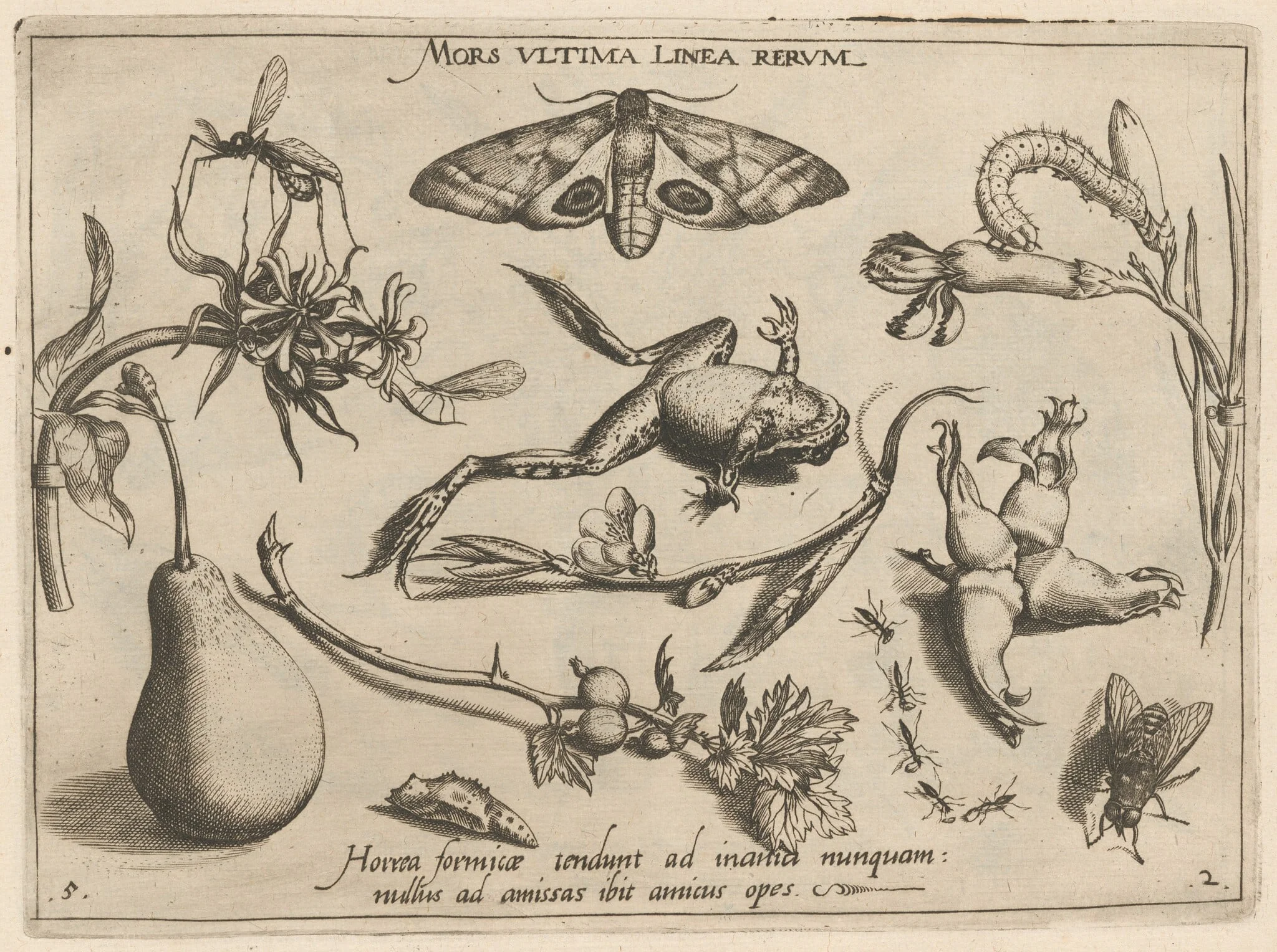Archetypa studiaque patris Georgii Hoefnagelii [Part 2, Plate 5], by Jacob Hoefnagel, ink, 1592