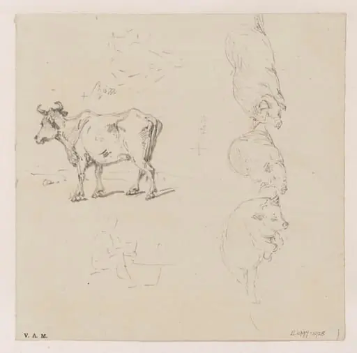 A cow and three pigs