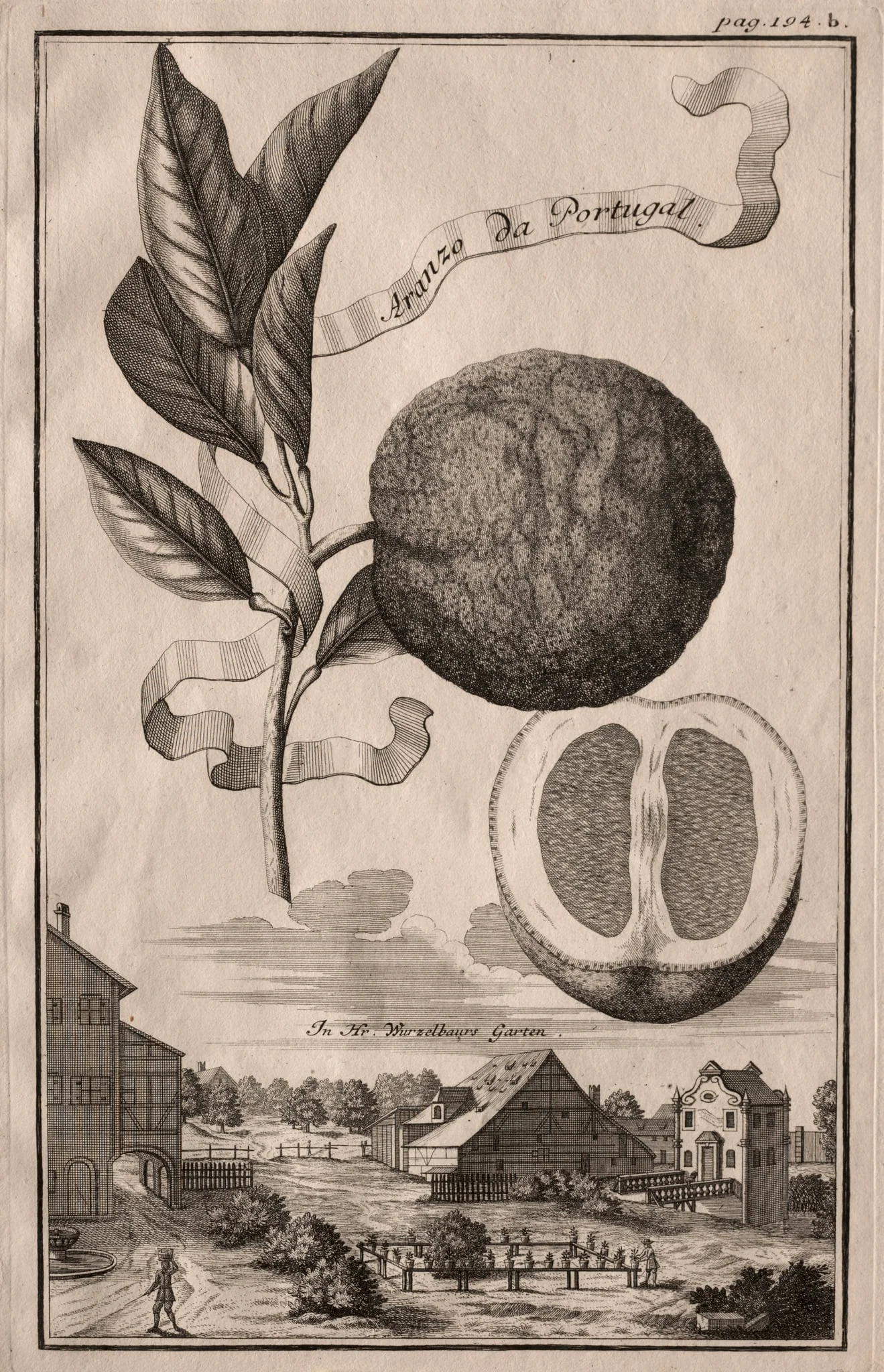 Nurnbergische Hesperides:  Aranzo da Portugal, by Joseph de Montalegre, 1714