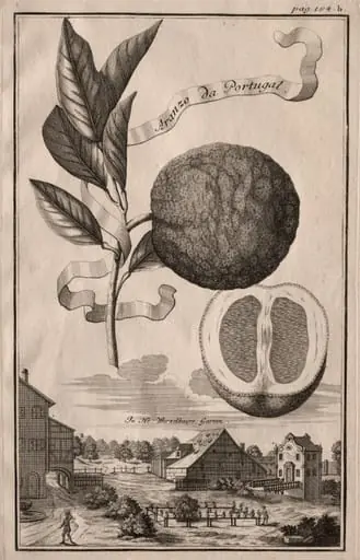 Nurnbergische Hesperides:  Aranzo da Portugal