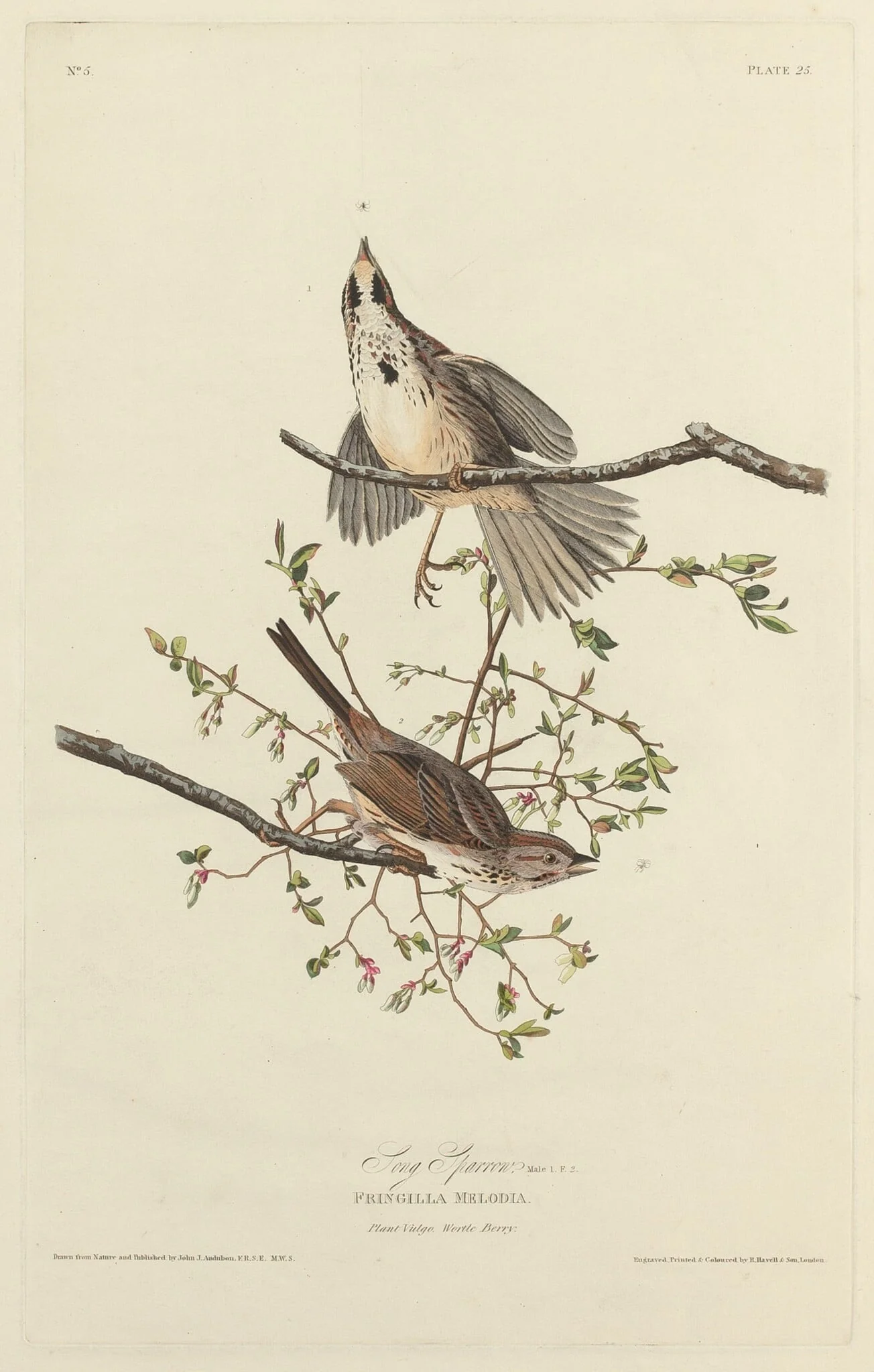 Song Sparrow, by Robert Havell Jr., ink, 1827
