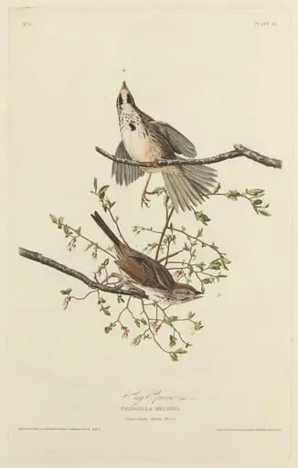 Song Sparrow