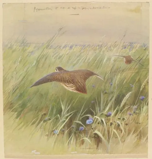 Flying Quail
