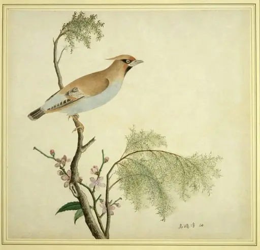 Bohemian Waxwing