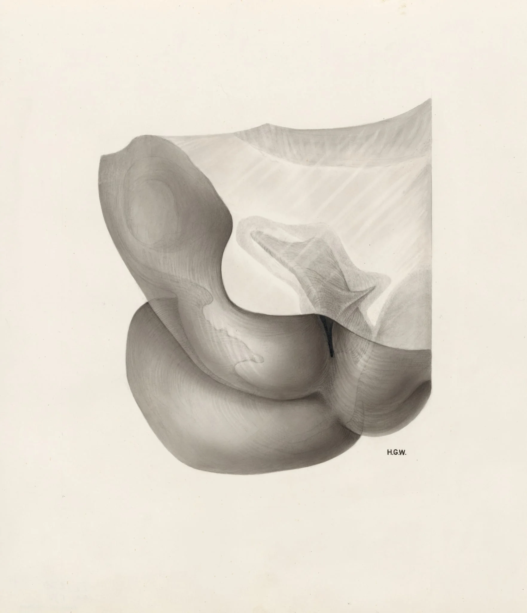 Embryonic tissue, by H.G, Wetselaar, 1967