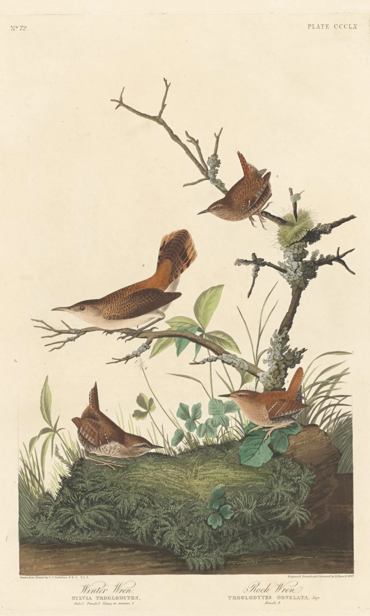 Winter Wren and Rock Wren, by Robert Havell Jr., ink, 1837