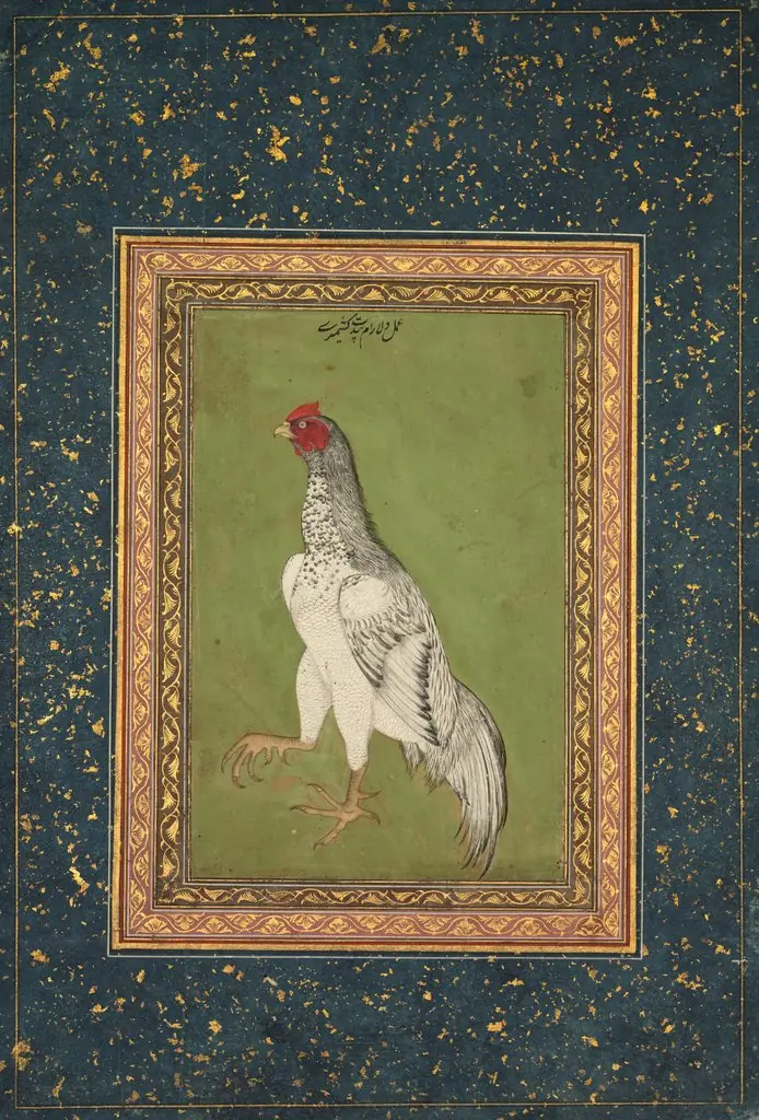 Rooster