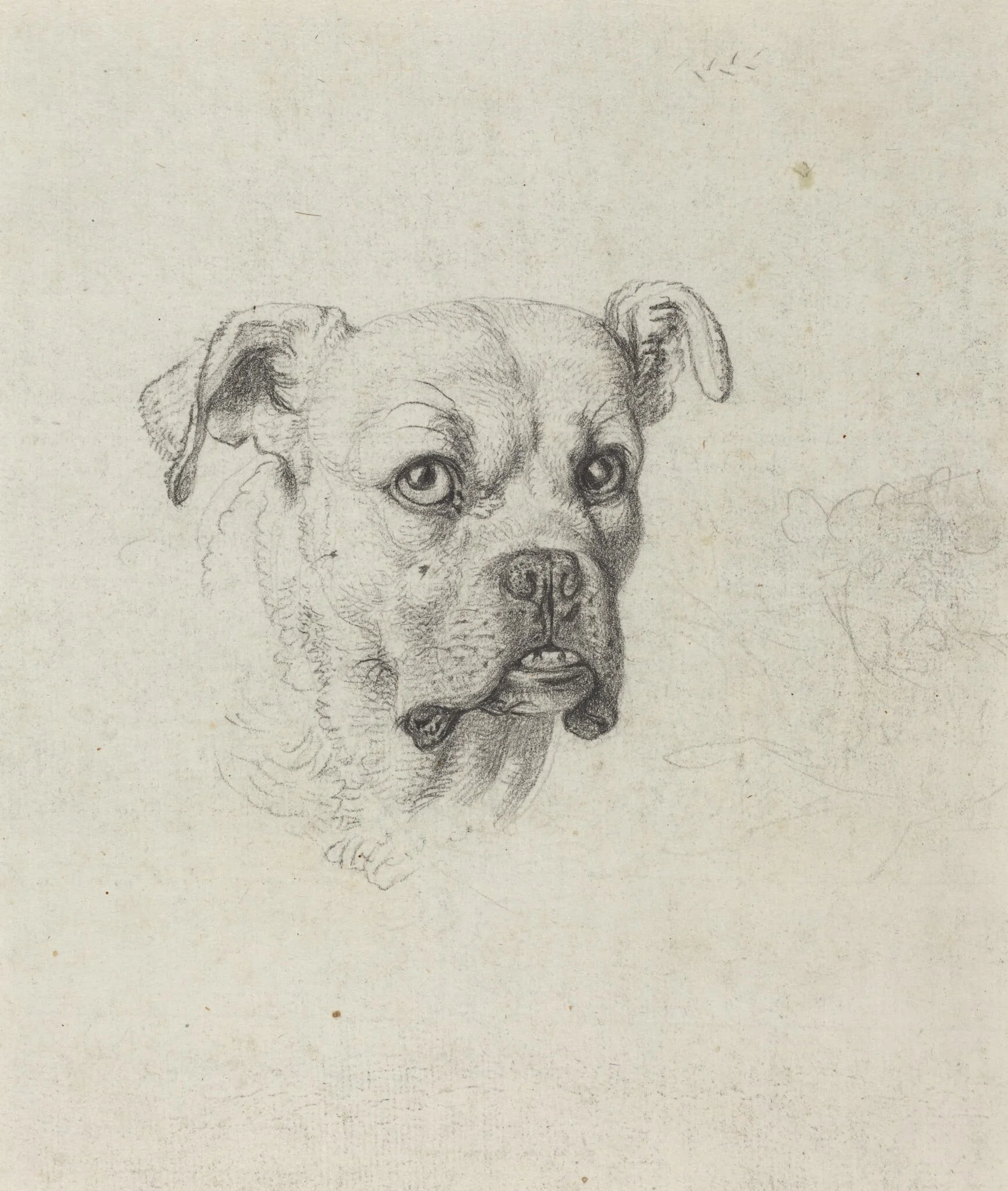 A Boxer, by Johann Heinrich Wilhelm Tischbein, chalk, 1795
