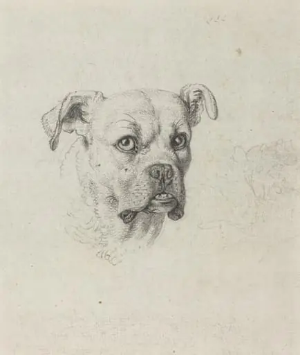 A Boxer