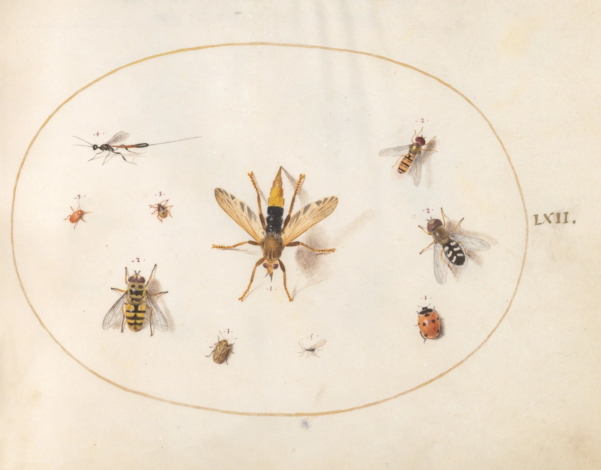 Plate 62: Ten Insects