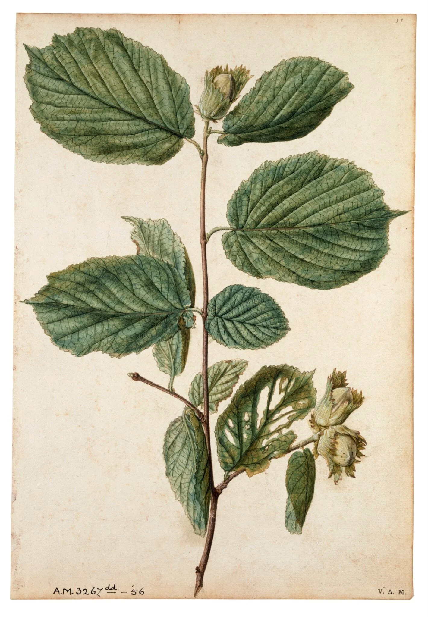 Cob-nut, by Jacques Le Moyne de Morgues, watercolor, 1568