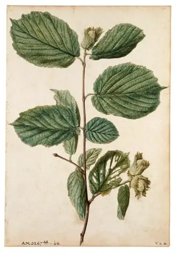 Cob-nut