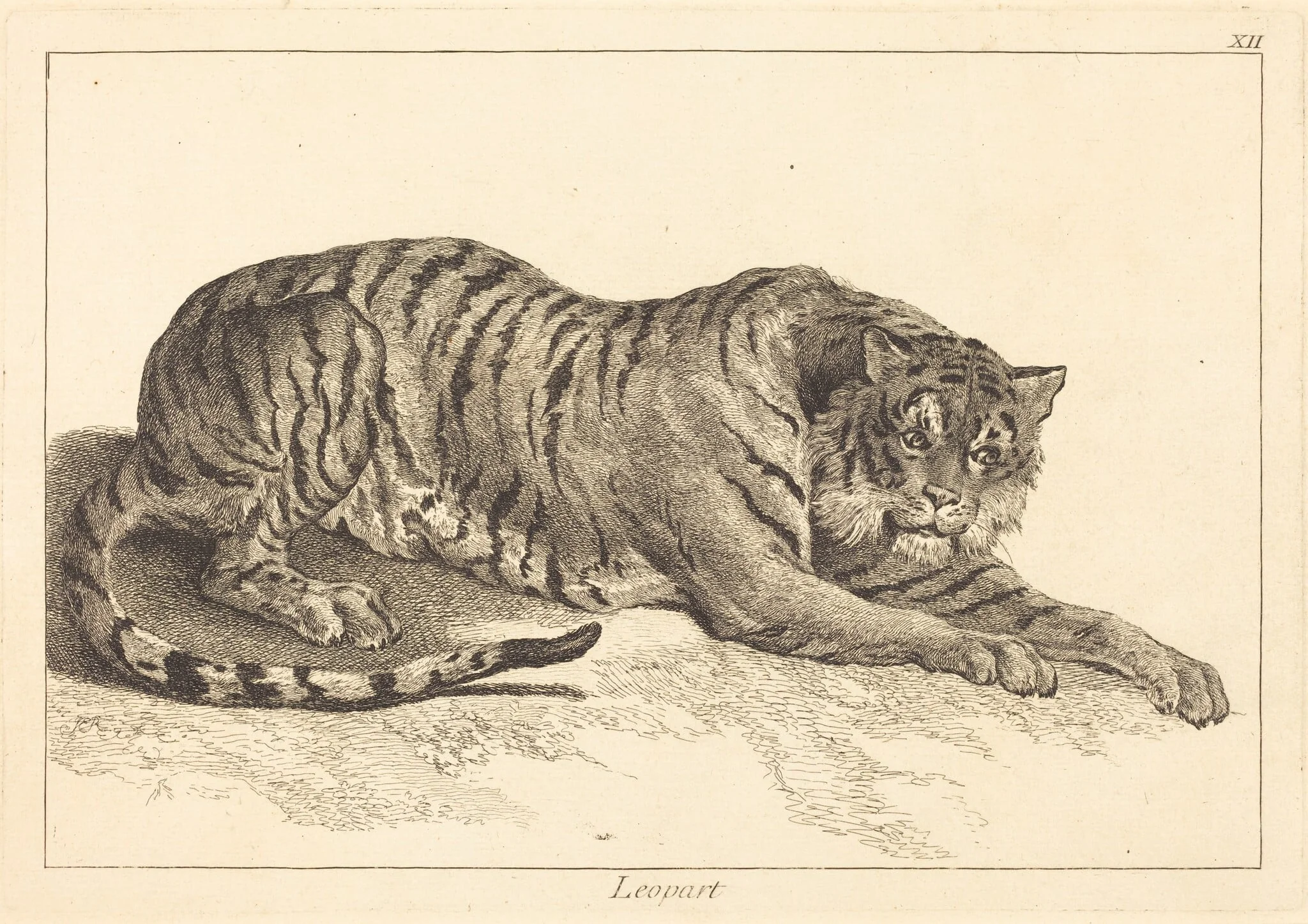 Leopart (Leopard or Tiger)