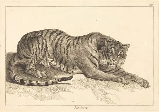 Leopart (Leopard or Tiger)