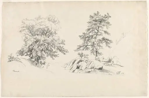 Chestnut and Pine