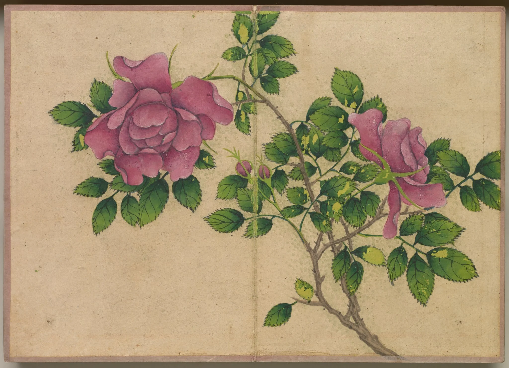 Desk Album: Flower and Bird Paintings (Rose), by Zhang Ruoai, unspecified, 1704