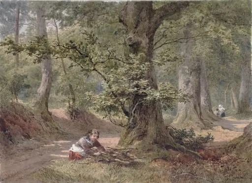 Hellersdon Wood, Devonshire