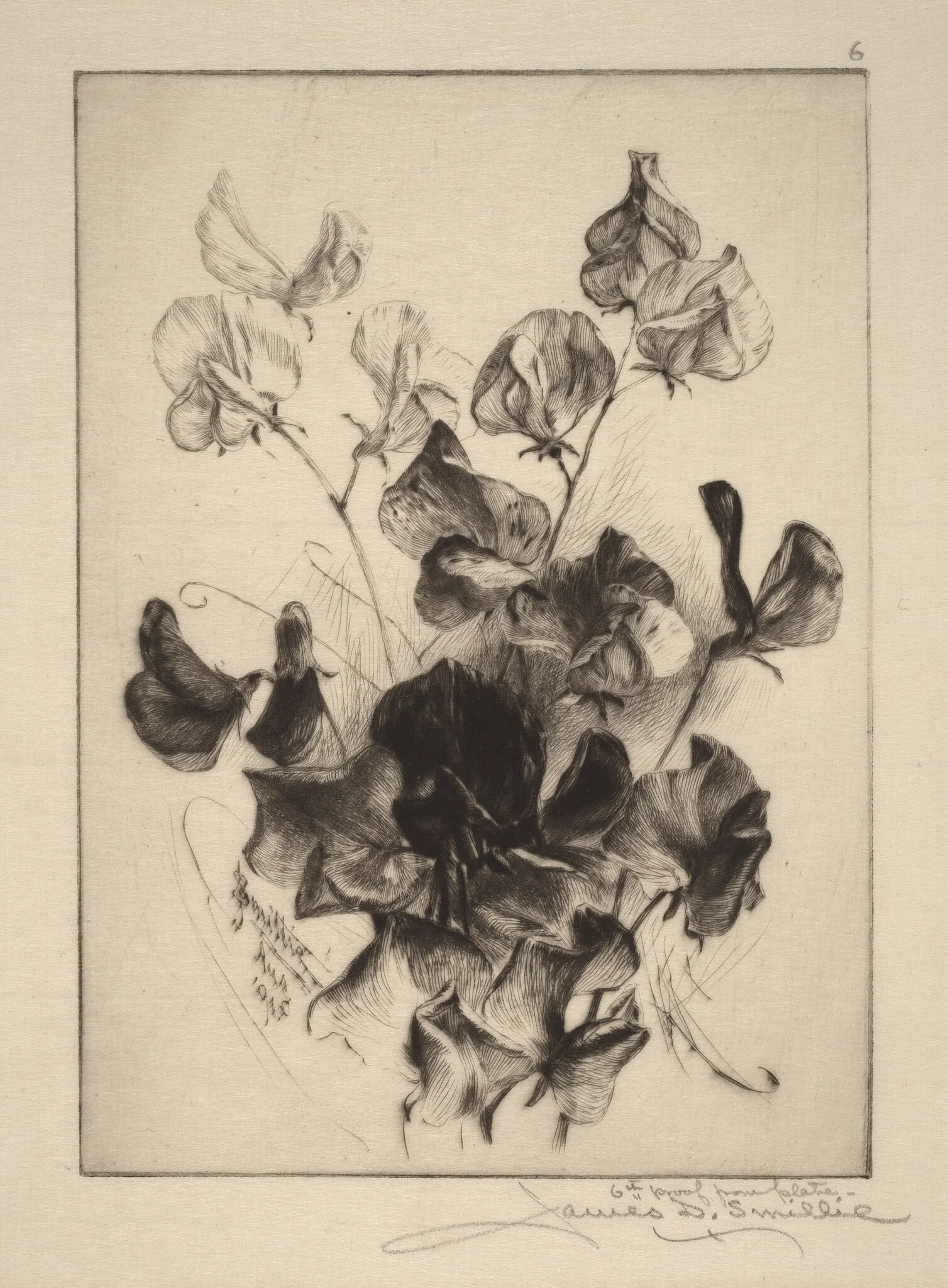 Sweet Peas, by James David Smillie, ink, 1891