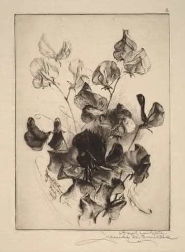 Sweet Peas
