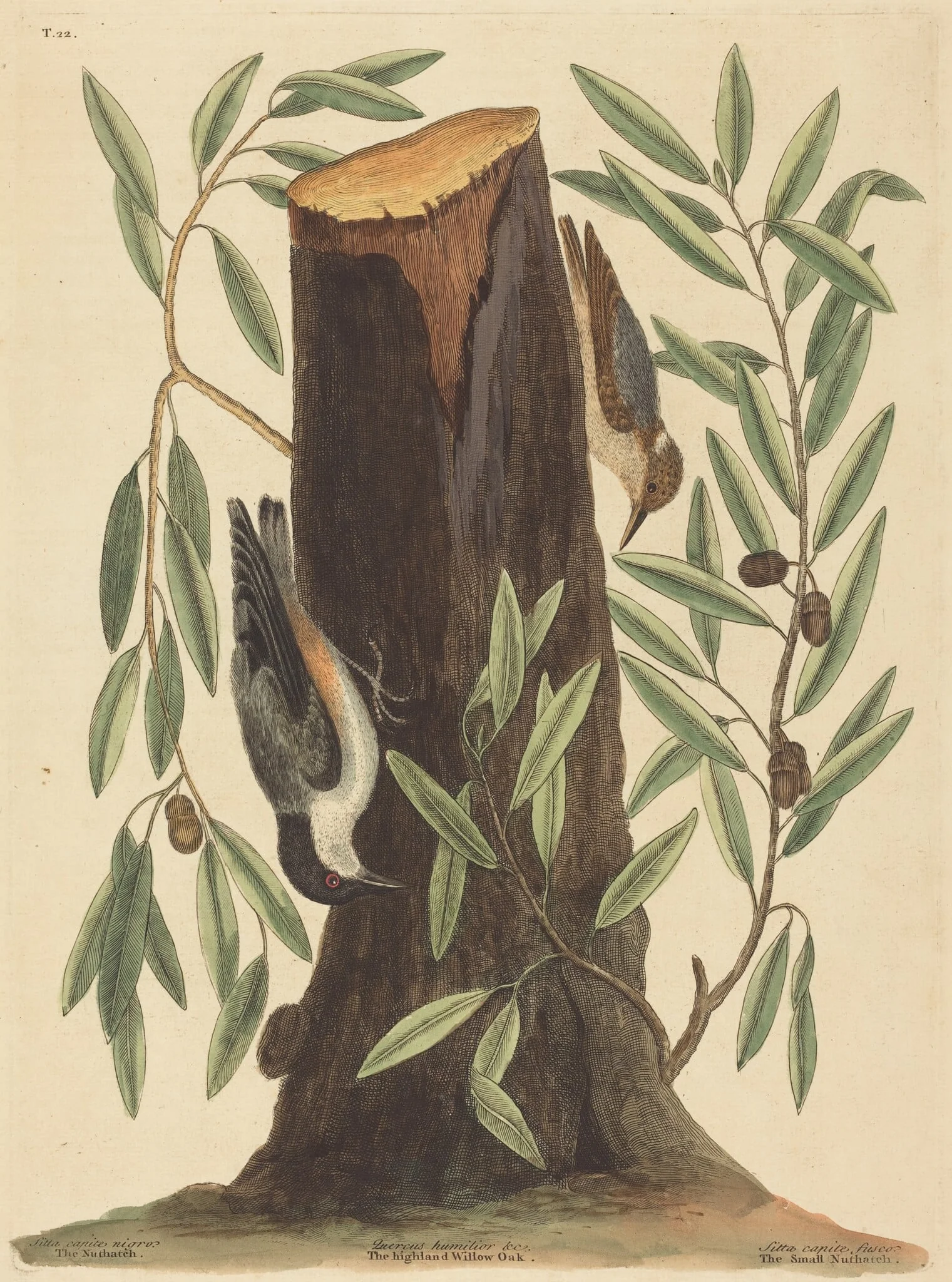 The Nuthatch (Sitta Europaea), by Mark Catesby, ink, 1754