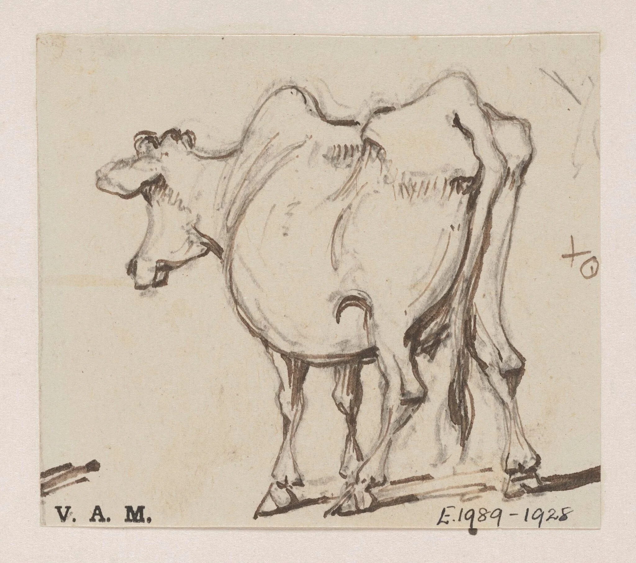 A cow, by George Chinnery, 19