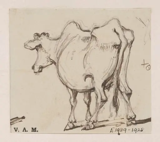A cow