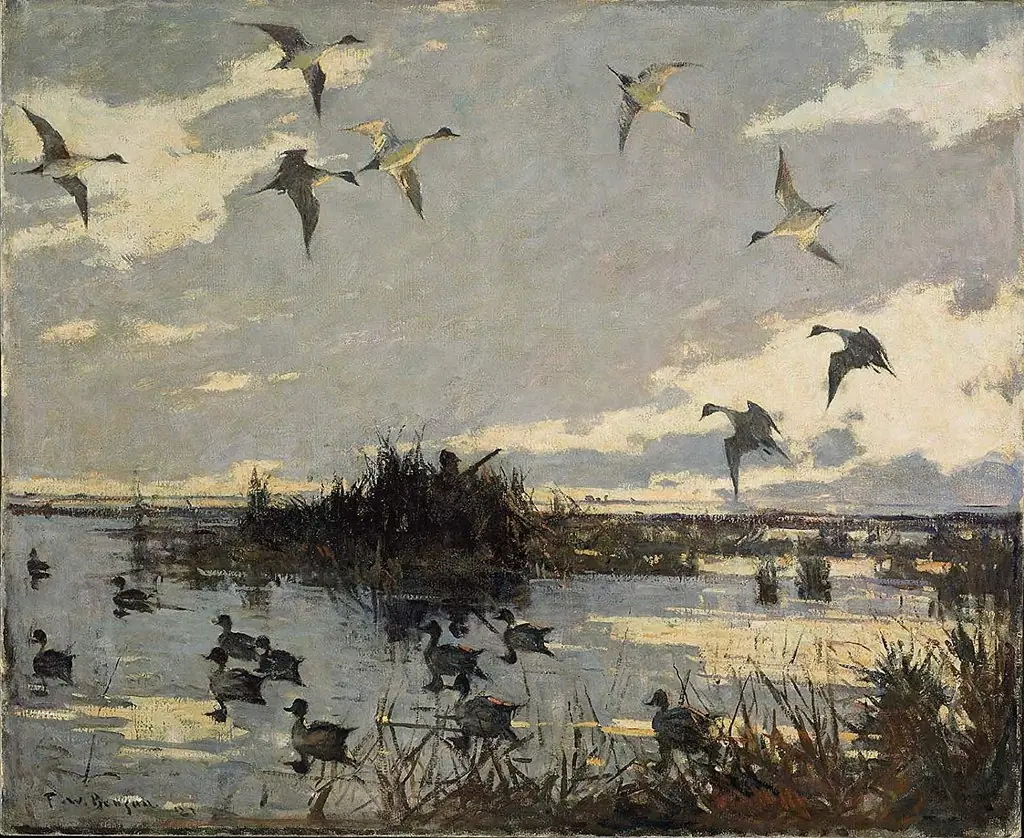 Pintails Decoyed
