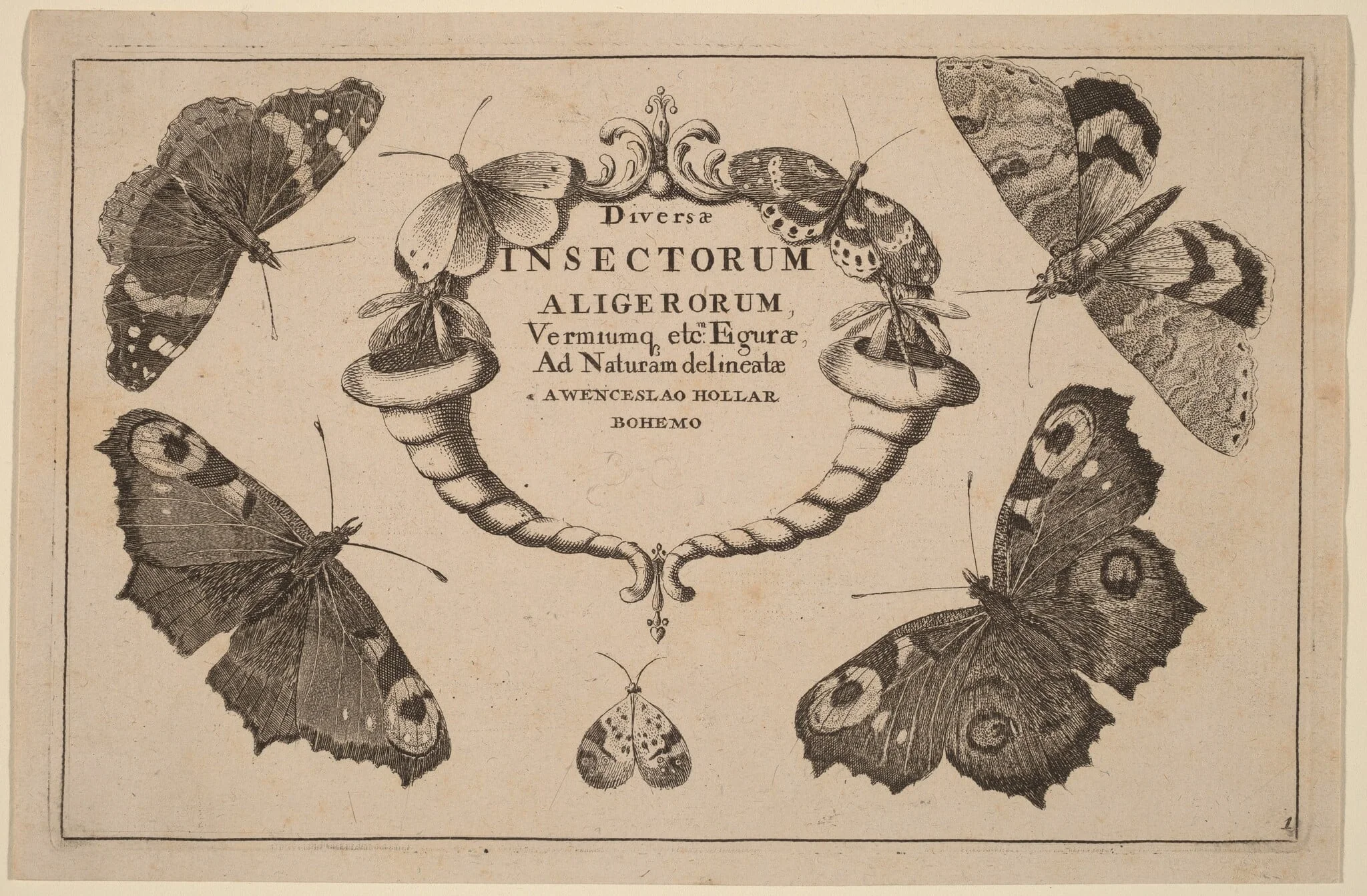 Title Page, by Wenceslaus Hollar, ink, 1648