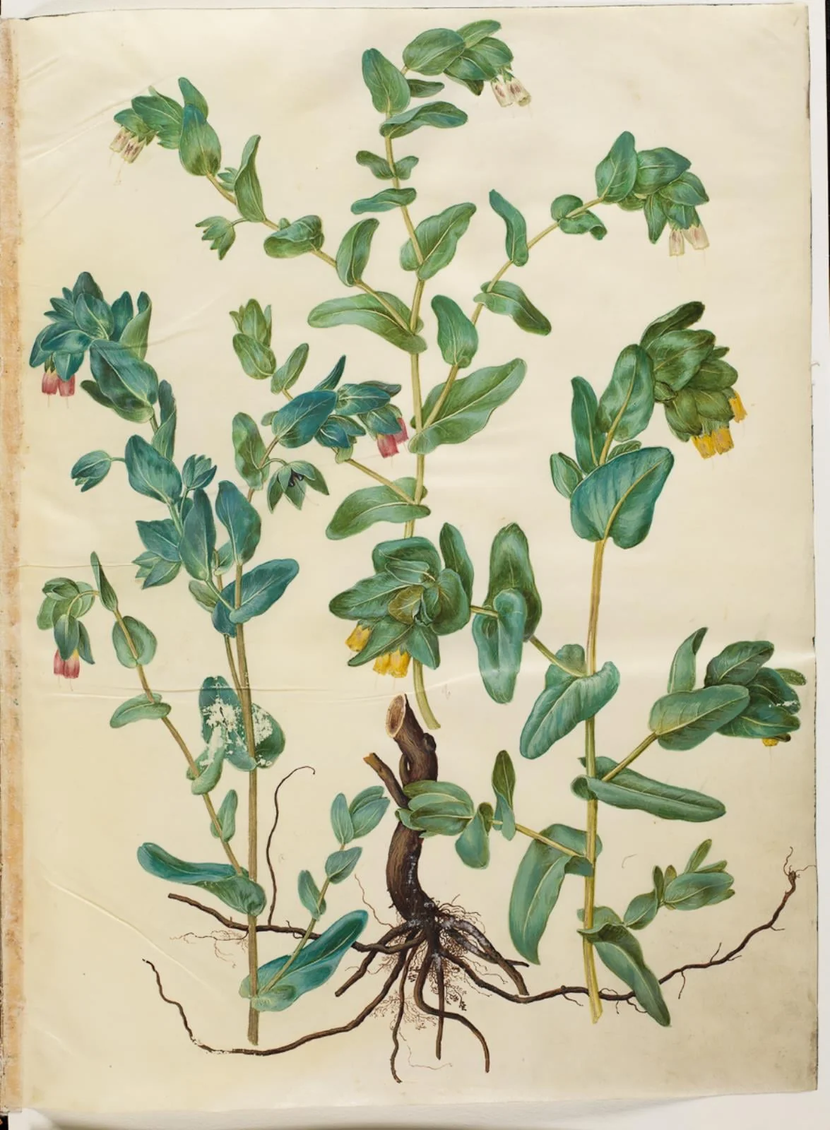 Cerinthe major (stor voksurt)
