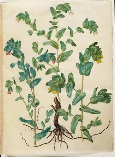 Cerinthe major (stor voksurt)