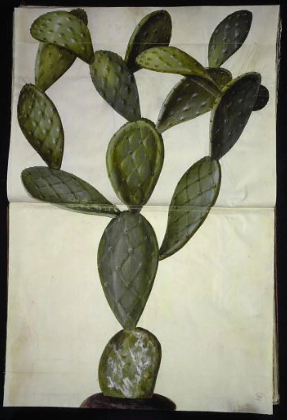 Opuntia monacantha (entornet figenkaktus), by Unknown, unspecified, 1654