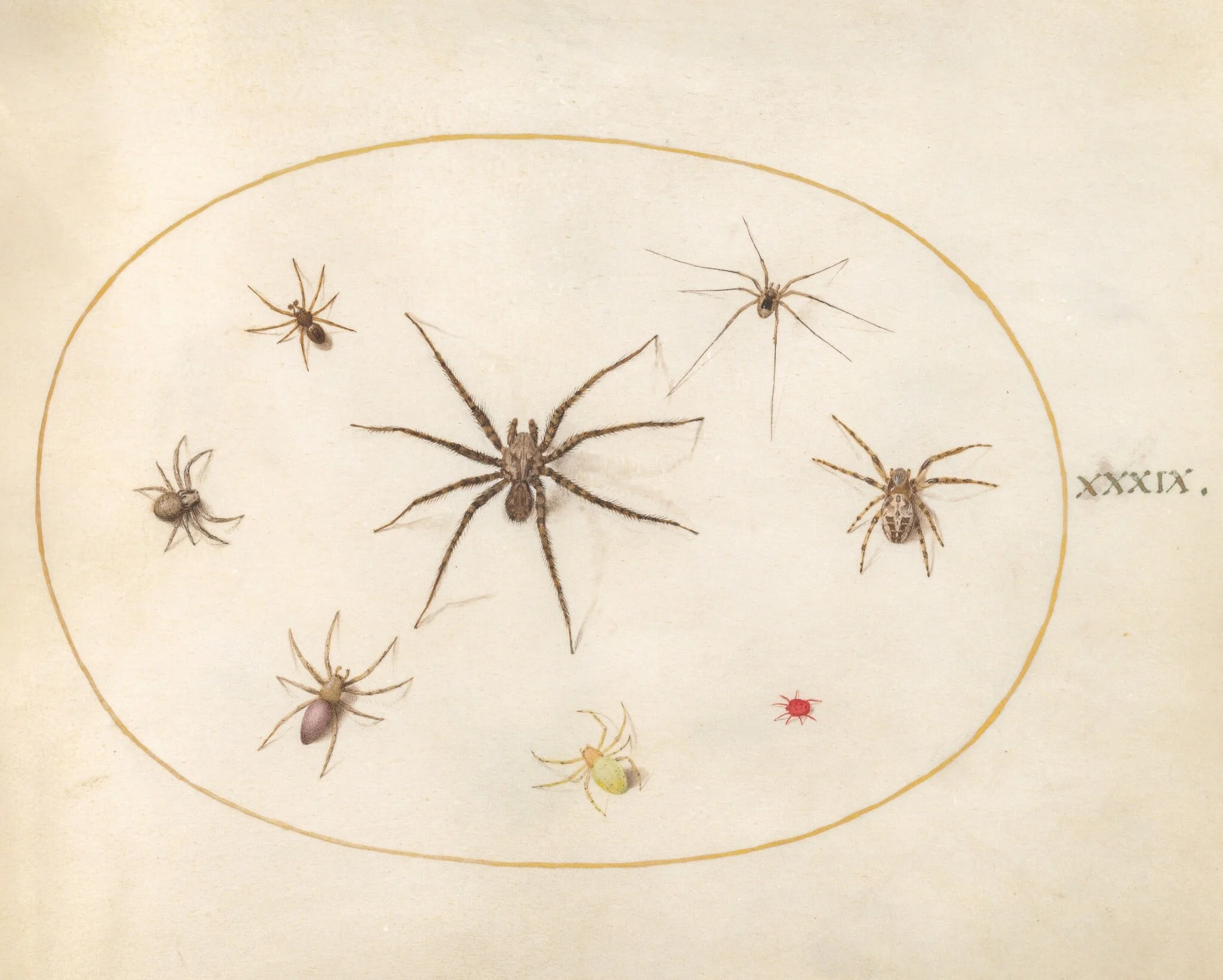 Plate 39: Eight Spiders, by Joris Hoefnagel, gouache, 1594
