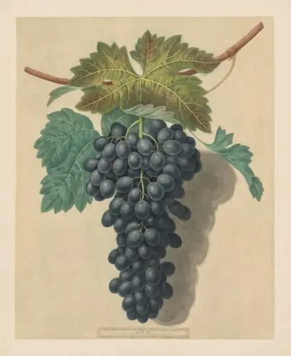 Pomona Britannica:  No. 52 - Black Prince Grape