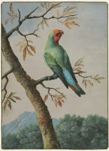 Bird Study: Rosy Faced Love Bird