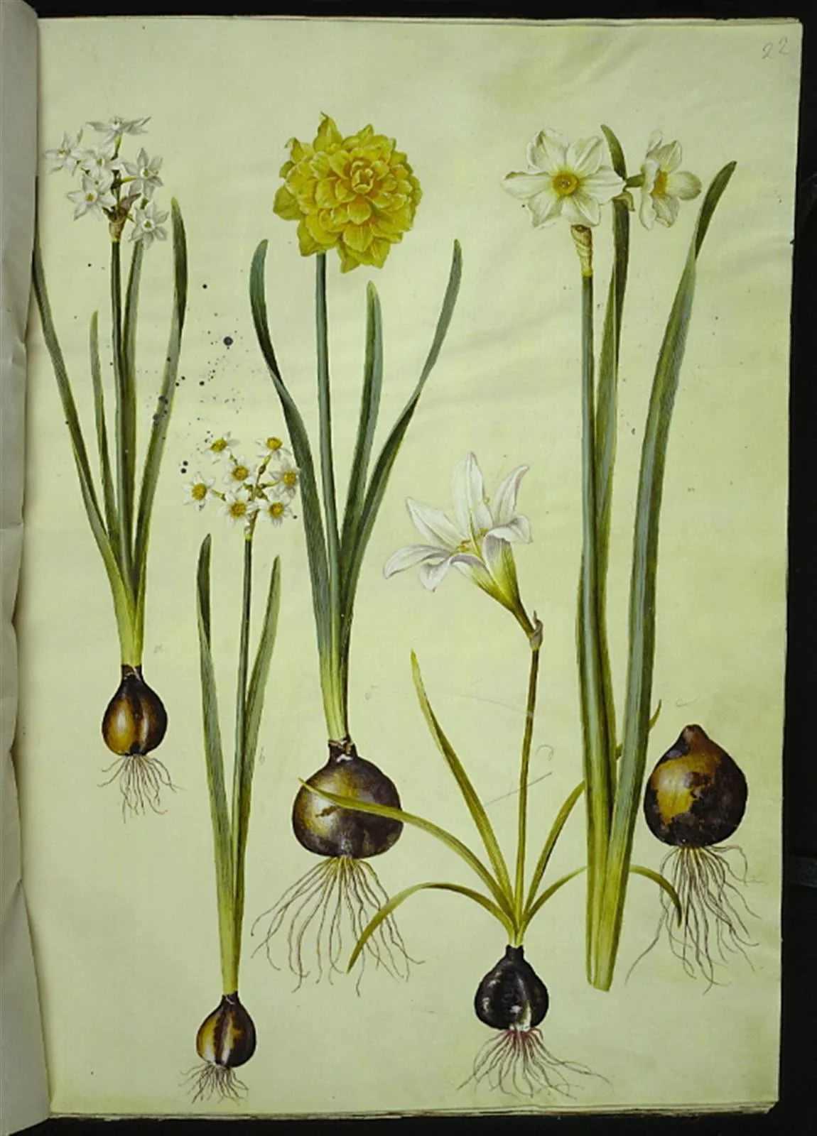 Narcissus tazetta (tazet); Narcissus pseudonarcissus (påskelilje); Zephyranthes atamasca (zefyrblomst); Narcissus ? ×incomparabilis (have-narcis), by Unknown, unspecified, 1654