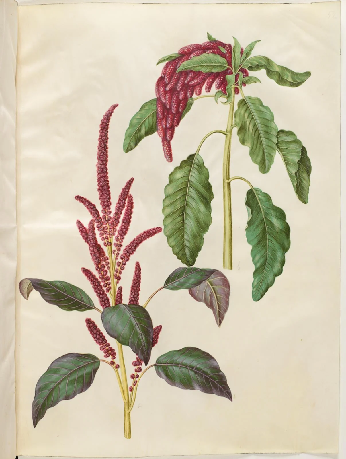 Amaranthus cruentus (rød amarant); Amaranthus caudatus (rævehale-amarant), by Unknown, unspecified, 1654