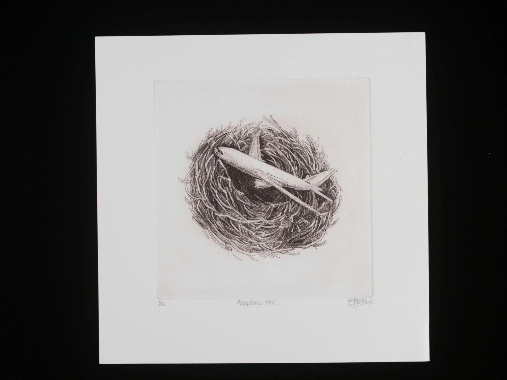 Aeroplane Nest, by Elizabeth Barton, 2010