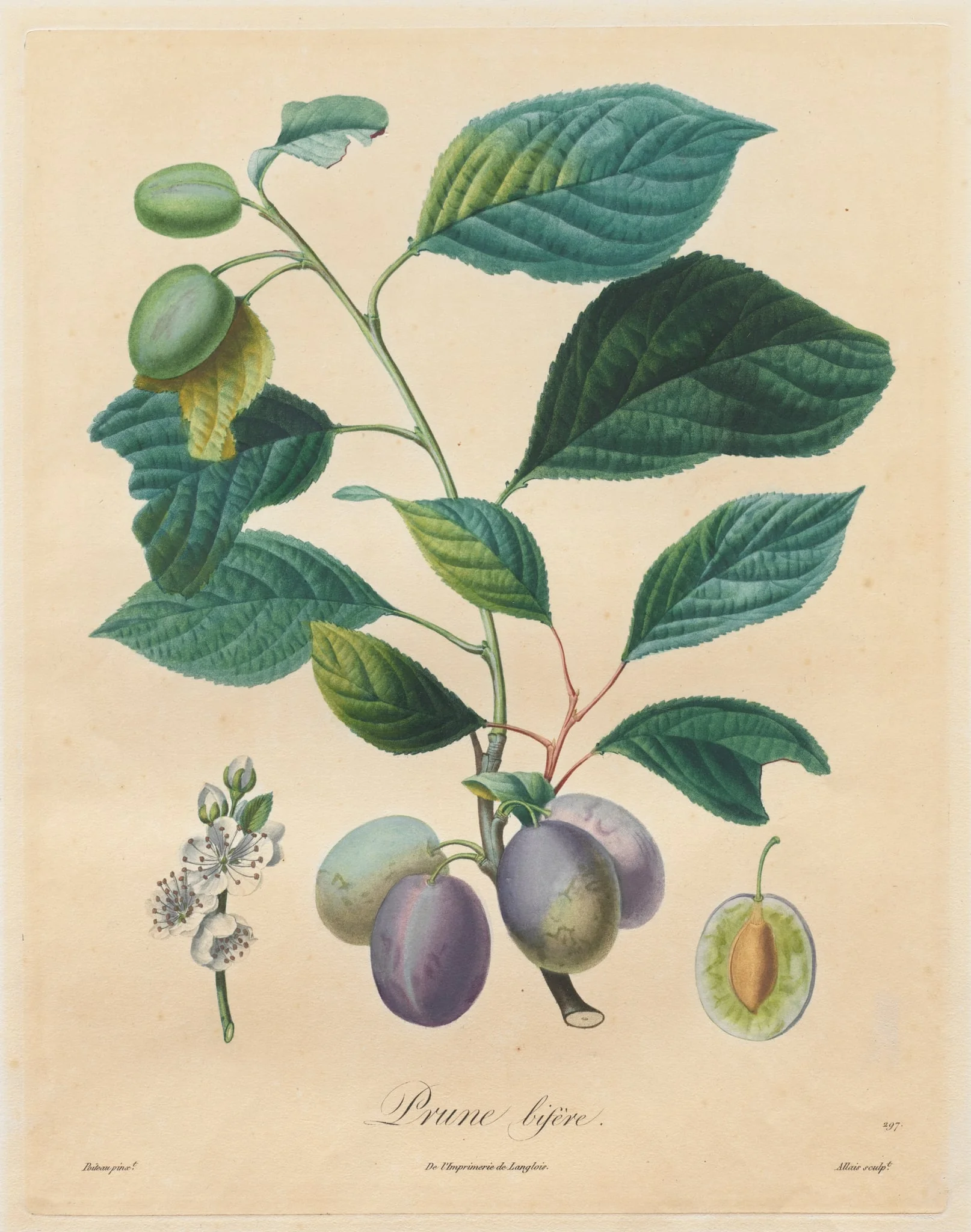 Traité des arbres fruitiers:  Prune bifère