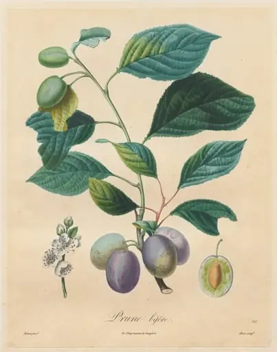 Traité des arbres fruitiers:  Prune bifère